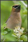UDSC0862_Waxwing.jpg (89887 bytes)