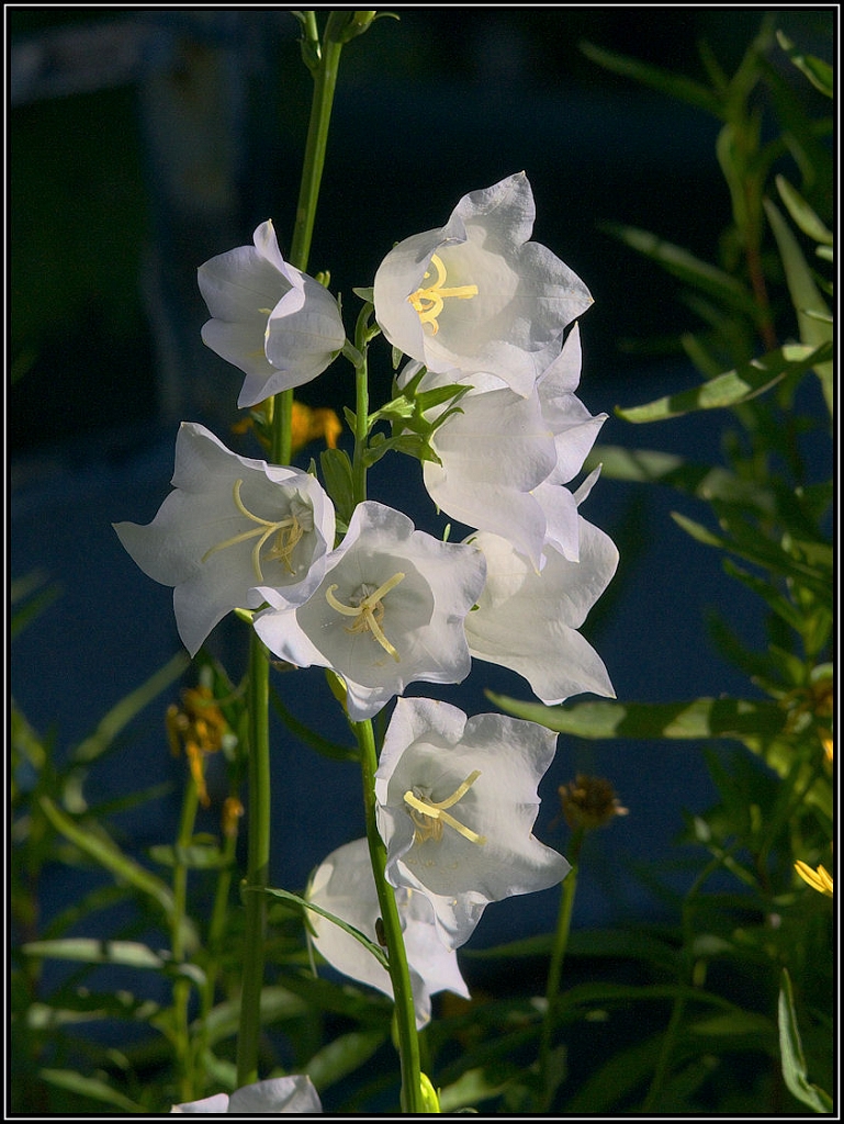 AD3_2668_BellFlrs.jpg