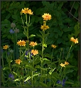 AD3_2666_YellowFlrs