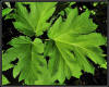 UAD3_4903_Leaves.jpg (89115 bytes)