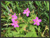 UAD3_4912_Flowers.jpg (98001 bytes)