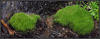 UAD3_4913_Moss.jpg (134114 bytes)
