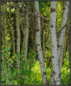 UAD3_4915v_BHS_Poplars_spx_3v.jpg (240362 bytes)